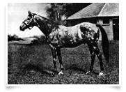 The Tetrarch, the spotted wonder, who appears five times in Ricco's thoroughbred bloodlines