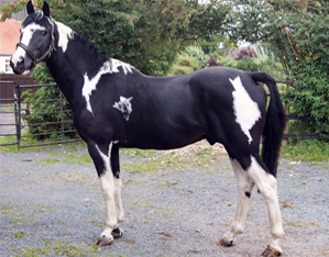 Homozygous Pudding