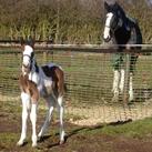 Our filly Angrove Cherry Pie