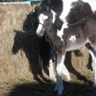 Our colt Angrove Spotted Dick