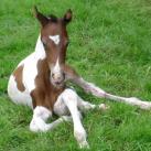 Our filly Knickerbocker Glory