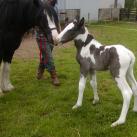 Our filly unnamed