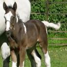 Our filly    Elvingston Tiramisu