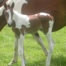 Our colt Triful