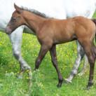 Our filly Charlotte Cream