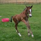 Our colt Chocolate Brownie