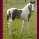 Our colt Angrove Arctic Roll