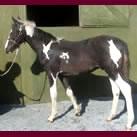 Our colt Angrove Spotted Dick