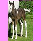 Our filly    Elvingston Tiramisu