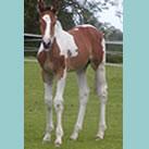 Our colt Trifel