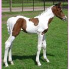 Our filly Knickerbocker Glory