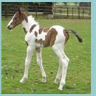 Our colt Elvingston Cranachan