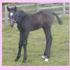 Our filly Crystal