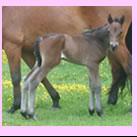 Our filly Belby Isabella