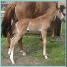 Our colt Rubies Colt