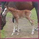 Our colt Angrove Banana Split