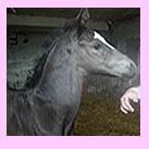 Our filly Chocolate Waffle