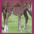 Our filly Angrove Fudge Sundae