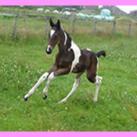 Our filly Sealburn Deja Vu
