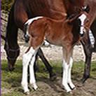 Our filly Angrove Rum Syllabub