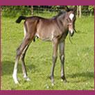 Our colt Angrove Mississipi Mud Pie