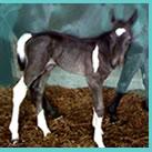Our colt Zebadee