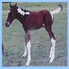 Our colt Toby