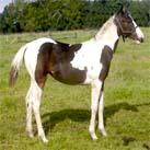 Our filly Angrove Cherry Pie