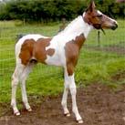 Our colt Angrove Rumbaba