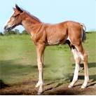 Our colt Angrove Banana Split