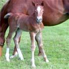 Our filly Angrove Fudge Sundae