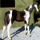 Our colt Angrove Spotted Dick