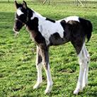 Our colt  Ponty