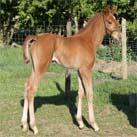 Our filly Angrove Toffee Apple