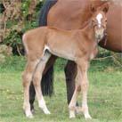 Our filly Angrove Candy Floss