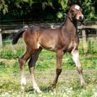 Our colt Angrove Mississipi Mud Pie