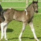 Our colt Double Chocolate Pudding
