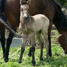 Our filly Angrove Coffee Parfait