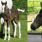 Filly for sale:    Elvingston Tiramisu