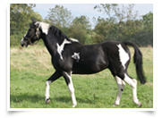 Homozygous Coloured Stallion Pudding at Stud Homozygous Coloured Stallion Pudding at Stud