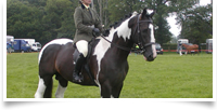 Ricco in the show ring