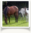 Mares Gallery