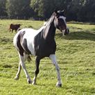 Angrove Dance Girl