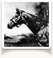Ricco Relatives Gallery