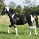 Our coloured stallion at stud Angrove Spotted Dick