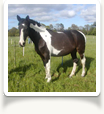 Visitors Mares 2007 Gallery